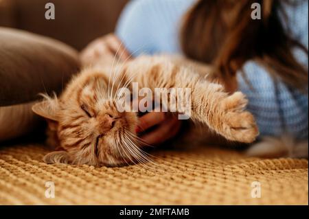 le propriétaire petting adorable chat. Photo haute résolution Banque D'Images