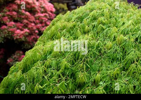 Acer palmatum dissectum viridis,acer acers laceleaf,vert,feuilles,DE,printemps,feuillage ornemental,arbre,arbres,jardin,Fleurs,RM Banque D'Images