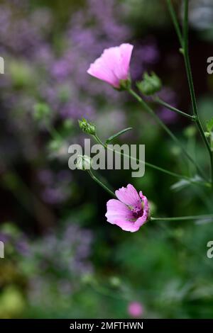 Althaea cannabina,de feuilles de palme,guimauve à feuilles de Chanvre rose trémière,fleurs,fleurs,fleurs,Fleurs,RM Banque D'Images