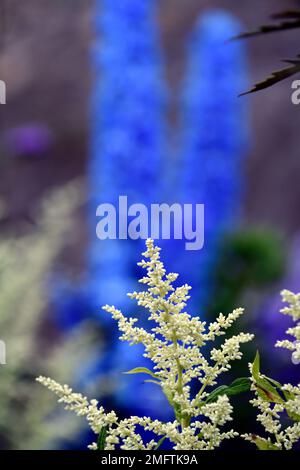 Artemisia lactiflora guizhou Group,Delphinium Blue Bird,fleurs blanches et bleues,floraison,contraste,couleurs contrastées,couleurs complémentaires,PLA mixte Banque D'Images