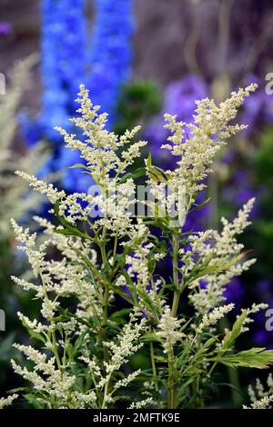 Artemisia lactiflora guizhou Group,Delphinium Blue Bird,fleurs blanches et bleues,floraison,contraste,couleurs contrastées,couleurs complémentaires,PLA mixte Banque D'Images