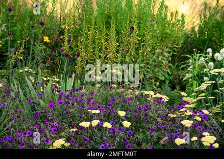 Asphodeline lutea,Allium sphaerocephalon,achillea,yarrow,Geranium Anne Thomson, Geranium procurens x Geranium psilostemon,jaune et violet magenta f Banque D'Images