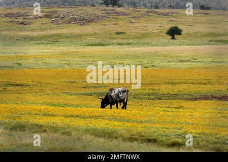 Bétail de race texas longhorn, réserve naturelle de Wichita Mountains, Oklahoma Banque D'Images