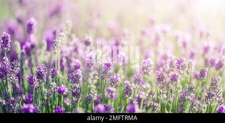 Magnifique violet Lavender champ été coucher de soleil paysage Banque D'Images