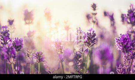 Coucher de soleil sur un champ de lavande violet, lavandula officinalis. Banque D'Images