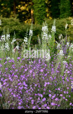 Album de Chamaenerion angustifolium, herbe à feu blanche, feuilles de rosebay willowherb, Geranium pulchrum, bordure mixte, plan de plantation mixte, blanc et purpl Banque D'Images