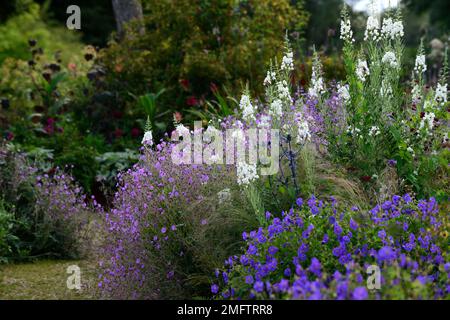 Album de Chamaenerion angustifolium, herbe à feu blanche, feuilles de rosebay willowherb, Geranium pulchrum, bordure mixte, plan de plantation mixte, blanc et purpl Banque D'Images