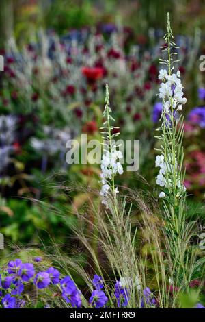 Album de Chamaenerion angustifolium, herbe à feu blanche, rosebay à fleurs blanches willowherb, géranium pratense, bordure mixte, plan de plantation mixte, blanc et purpl Banque D'Images