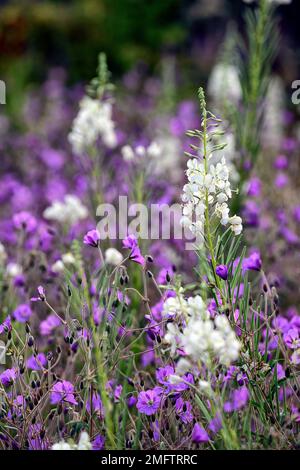 Album de Chamaenerion angustifolium, herbe à feu blanche, feuilles de rosebay willowherb, Geranium pulchrum, bordure mixte, plan de plantation mixte, blanc et purpl Banque D'Images