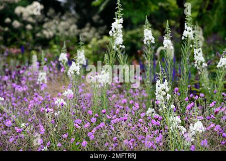 Album de Chamaenerion angustifolium, herbe à feu blanche, feuilles de rosebay willowherb, Geranium pulchrum, bordure mixte, plan de plantation mixte, blanc et purpl Banque D'Images