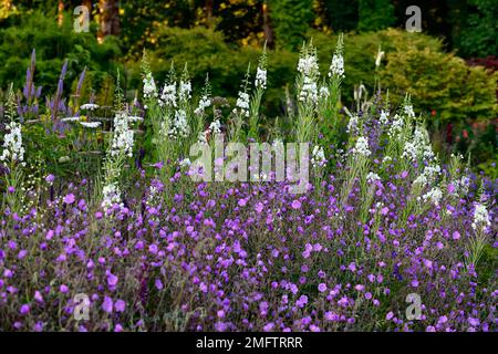 Album de Chamaenerion angustifolium, herbe à feu blanche, feuilles de rosebay willowherb, Geranium pulchrum, bordure mixte, plan de plantation mixte, blanc et purpl Banque D'Images