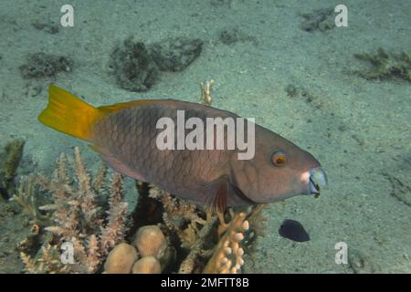 Perroquet rouillé (Scarus ferrugineus) femelle, site de plongée détroit de Tiran, Sinaï, Égypte, Mer Rouge Banque D'Images