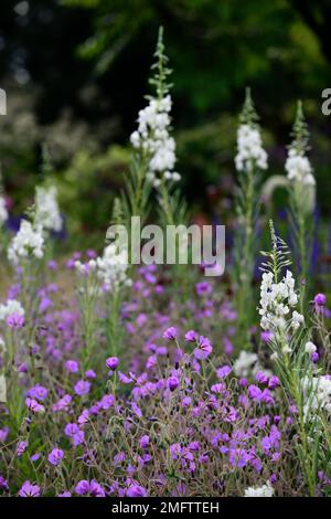 Album de Chamaenerion angustifolium, herbe à feu blanche, feuilles de rosebay willowherb, Geranium pulchrum, bordure mixte, plan de plantation mixte, blanc et purpl Banque D'Images