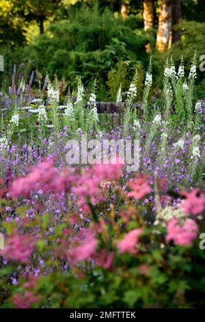 Album de Chamaenerion angustifolium, herbe à feu blanche, feuilles de rosebay willowherb, Geranium pulchrum, bordure mixte, plan de plantation mixte, blanc et purpl Banque D'Images