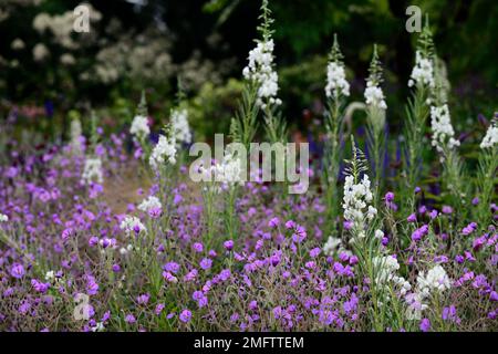 Album de Chamaenerion angustifolium, herbe à feu blanche, feuilles de rosebay willowherb, Geranium pulchrum, bordure mixte, plan de plantation mixte, blanc et purpl Banque D'Images