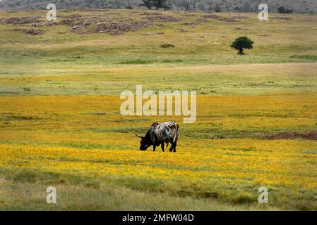 Bétail de race texas longhorn, réserve naturelle de Wichita Mountains, Oklahoma Banque D'Images