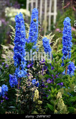 Delphinium Blue Bird,Artemisia lactiflora guizhou Group,Blue flowers,artemisia,Blue flower Spike,Blue flower Spires,Blue plantation,Floraison,contraste,c Banque D'Images