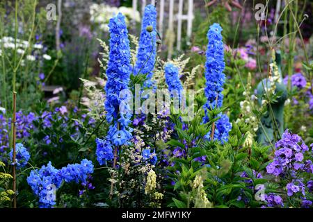 Delphinium Blue Bird,Artemisia lactiflora guizhou Group,Blue flowers,artemisia,Blue flower Spike,Blue flower Spires,Blue plantation,Floraison,contraste,c Banque D'Images