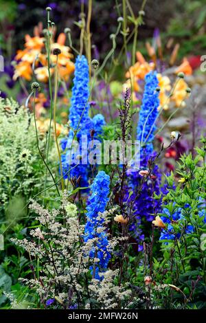 Delphinium Blue Bird,Artemisia lactiflora guizhou Group,Blue flowers,artemisia,Blue flower Spike,Blue flower Spires,Blue plantation,Floraison,contraste,c Banque D'Images