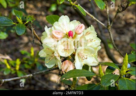Rhododendron dans le parc de Brême Rhododendron, Allemagne Banque D'Images