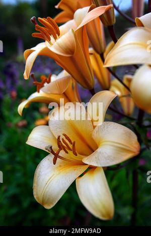 Lilium Orange Planet,Orange Planet Trumpet Lily,orienpet lilt,parfumée orange Lily,vers le haut fleurs,vers le haut trompette fleurs,mixte lit,mixte Banque D'Images