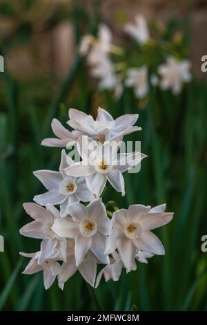 Vue rapprochée d'un groupe de fleurs blanches de narcisse papyraceus aka paperwhite en plein air dans le jardin d'hiver Banque D'Images