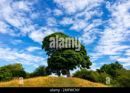 Will Shore's Tree sur lequel William Wordsworth a écrit un réseau sonore Près d'Oaker dans le parc national de Derbyshire Dales Peak District Angleterre Royaume-Uni Banque D'Images