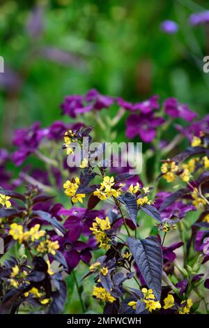 Lysimachia ciliata Firecracker,Nicotiana parfum Violet profond,fleurs jaunes et violettes,fleurs jaunes et violettes,feuilles foncées,feuillage foncé,contraste,cont Banque D'Images