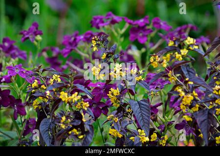 Lysimachia ciliata Firecracker,Nicotiana parfum Violet profond,fleurs jaunes et violettes,fleurs jaunes et violettes,feuilles foncées,feuillage foncé,contraste,cont Banque D'Images