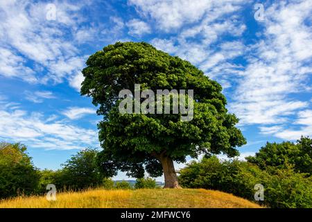 Will Shore's Tree sur lequel William Wordsworth a écrit un réseau sonore Près d'Oaker dans le parc national de Derbyshire Dales Peak District Angleterre Royaume-Uni Banque D'Images