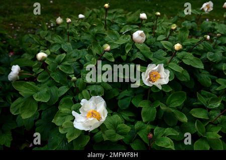 paeonia veitchii,pivoine de Veitch,fleurs blanches,fleurs blanches de paeonia veitchii,fleurs de pivoine,pivoine herbacée,printemps dans le jardin,fleur blanche de pivoine, Banque D'Images