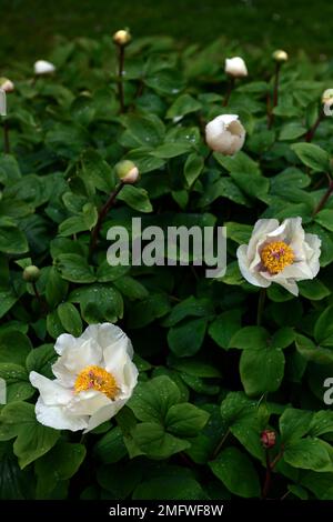 paeonia veitchii,pivoine de Veitch,fleurs blanches,fleurs blanches de paeonia veitchii,fleurs de pivoine,pivoine herbacée,printemps dans le jardin,fleur blanche de pivoine, Banque D'Images