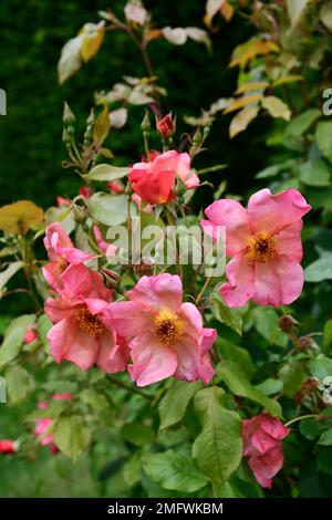 Rosa Morning Mist, Rose Morning Mist, David Austin rose, roses, arbuste anglais rose, grandes fleurs rose corail, rose corail rose fleur, RM floral Banque D'Images