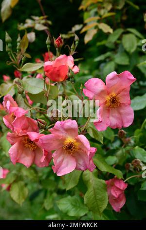 Rosa Morning Mist, Rose Morning Mist, David Austin rose, roses, arbuste anglais rose, grandes fleurs rose corail, rose corail rose fleur, RM floral Banque D'Images