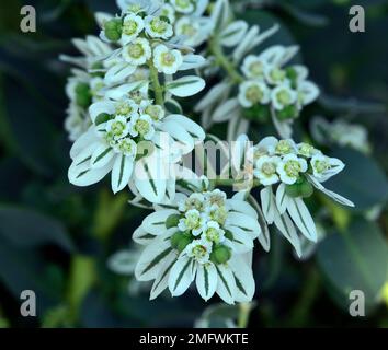 Snow-on-the-Mountain, Euphorbia marginata, réserve naturelle des montagnes Wichita, Oklahoma Banque D'Images