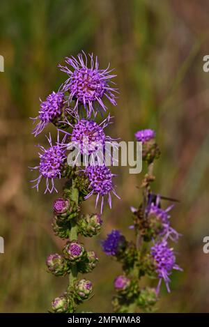 Une étoile flamboyante, Liatris aspera, réserve naturelle des montagnes Wichita, Oklahoma Banque D'Images