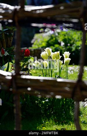 tulipa vert de printemps, tulipe vert de fessage, schéma de plantation, printemps dans le jardin, RM floral Banque D'Images