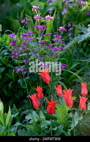 Tulipes,lunaria annua,tulipes rouges et l'honnêteté pourpre,tulipes et l'honnêteté,fleurs rouges et pourpres,tulipes de printemps,printemps dans le jardin,RM Floral Banque D'Images