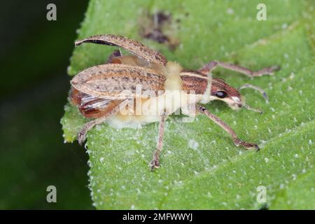 Le charançon du coléoptère infecté par un champignon entomopathogène Beauveria bassiana parasite de diverses espèces d'arthropodes, causant la maladie de la cardine blanche Banque D'Images