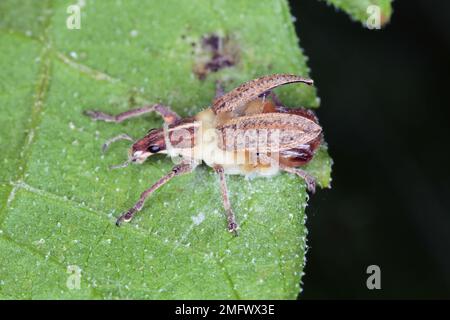 Le charançon du coléoptère infecté par un champignon entomopathogène Beauveria bassiana parasite de diverses espèces d'arthropodes, causant la maladie de la cardine blanche Banque D'Images