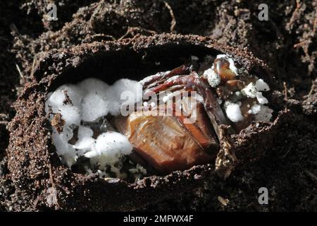 Cockchafer pupa infecté par un champignon entomopathogène Beauveria bassiana. Banque D'Images