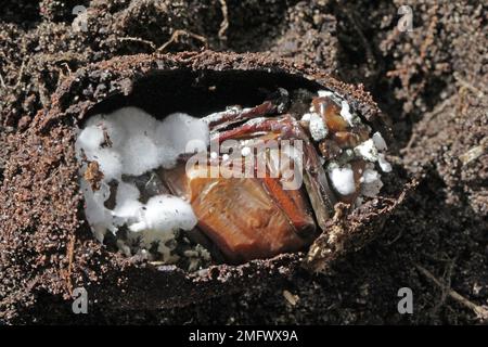 Cockchafer pupa infecté par un champignon entomopathogène Beauveria bassiana. Banque D'Images