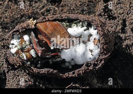 Cockchafer pupa infecté par un champignon entomopathogène Beauveria bassiana. Banque D'Images