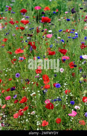 bordure annuelle des fleurs sauvages,prairie annuelle des fleurs sauvages,fleurs sauvages rouges bleues roses,coquelicots,fleurs de cofrnflower,pâquerettes,fleurs d'insectes,garde d'insectes Banque D'Images