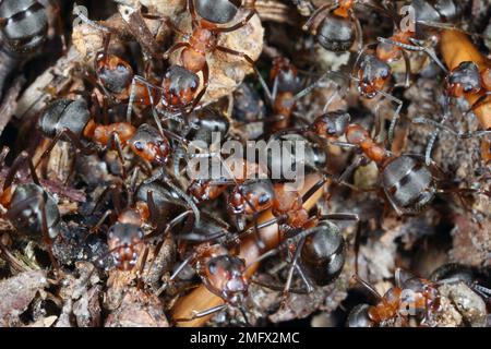 Gros plan sur les fourmis en bois rouge Formica rufa dans leur anthil. Banque D'Images