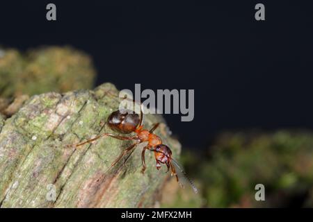 Ant de bois du sud ou Ant de cheval (Formica rufa) sur le bois en forêt. Banque D'Images