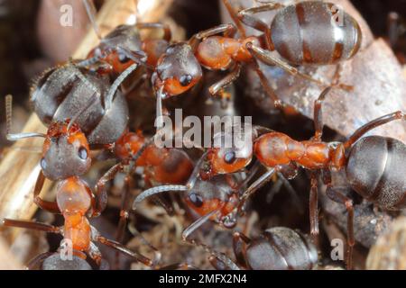 Gros plan sur les fourmis en bois rouge Formica rufa dans leur anthil. Banque D'Images