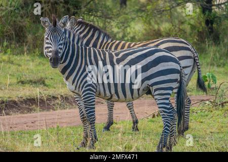 Zèbres dans la nature africaine Banque D'Images