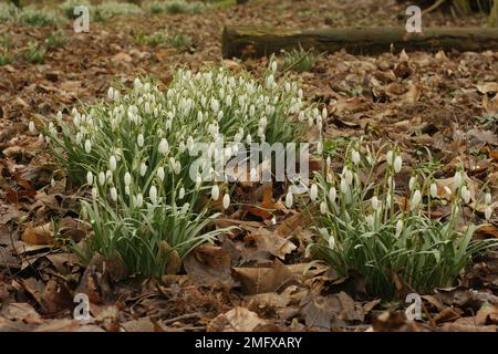 Gros plan naturel de fleurs blanches fraîches de la commune des neiges, Galanthus nivalis, émergeant du fond de la forêt Banque D'Images