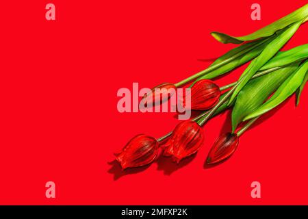 Concept cadeau de la Saint-Valentin. Fond rouge romantique avec bouquet de tulipes lumineux. Lumière dure, ombre foncée, style minimaliste, pose à plat, vue de dessus Banque D'Images